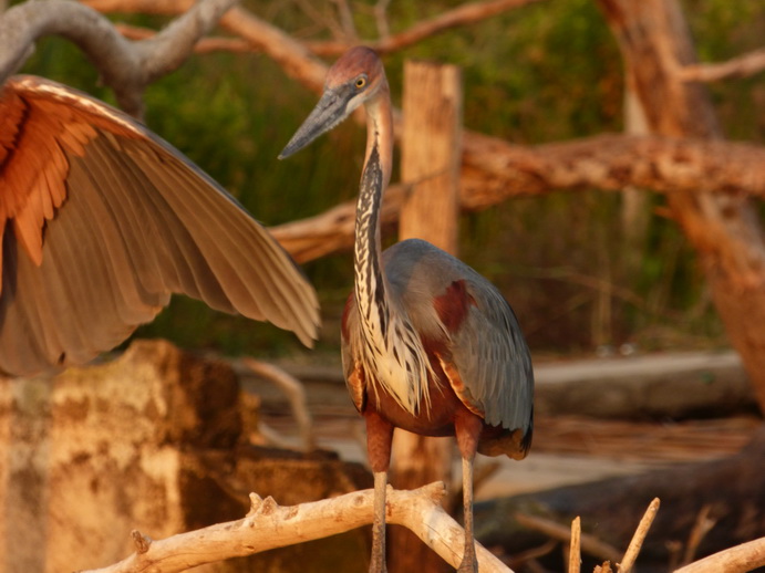  Kenia  Lake Baringo Island Camp Cormorantree Goliathheron