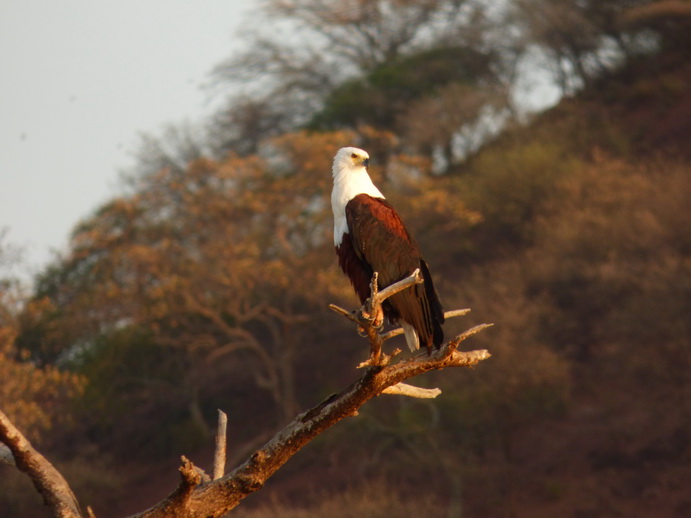  Kenia  Lake Baringo Island Camp Fisheageltree