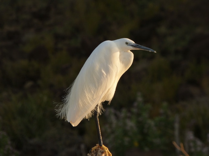  Kenia  Lake Baringo Island Camp White Heron