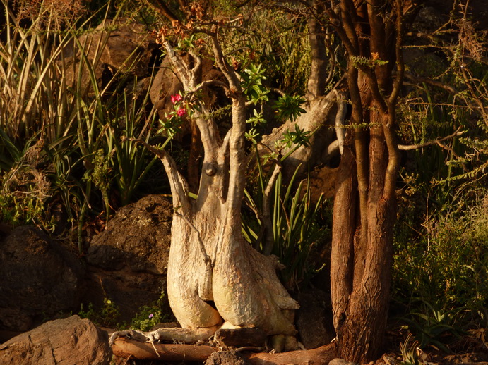  Kenia  Lake Baringo Island lokal Fishermen