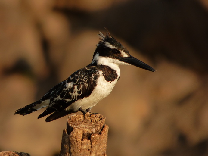  Kenia  Lake Baringo Eisvogel