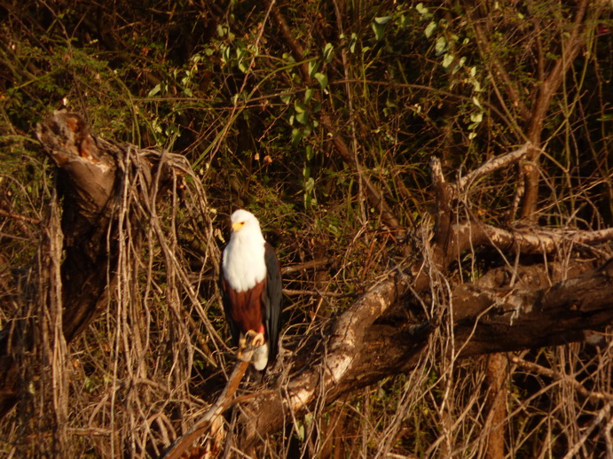 Kenia  Lake Baringo Island Camp Fisheagel