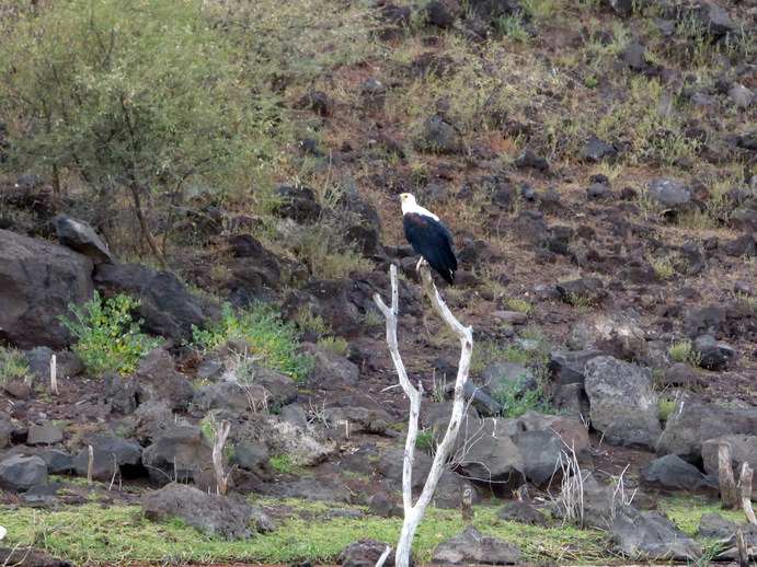 Kenia  Lake Baringo Island Camp Fisheagel 