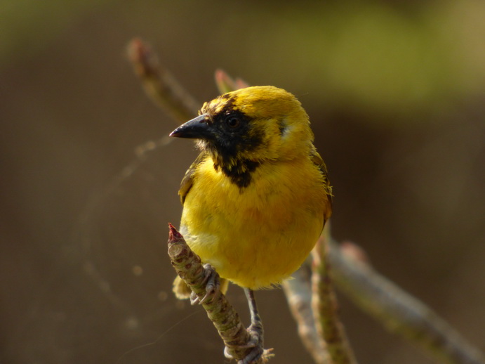  Kenia  Lake Baringo weaverbird