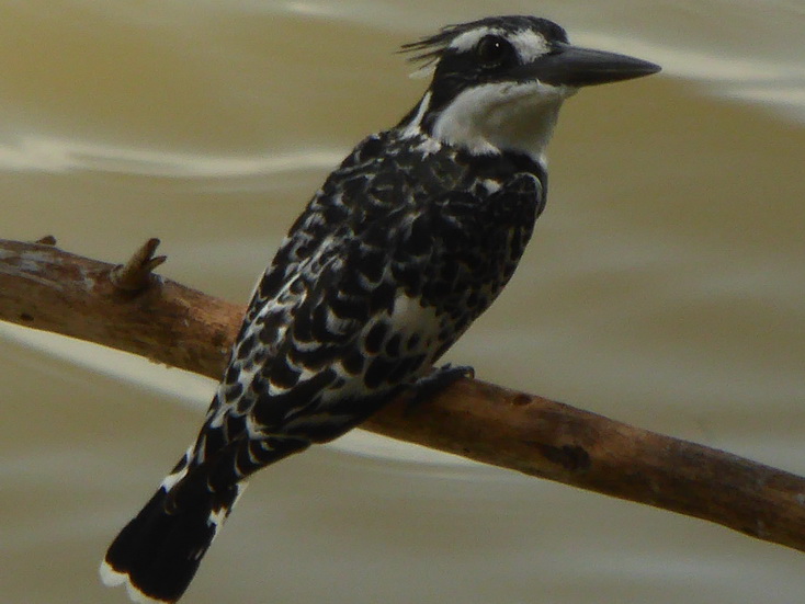  Kenia  Lake Baringo Island Camp kingfisherspotted