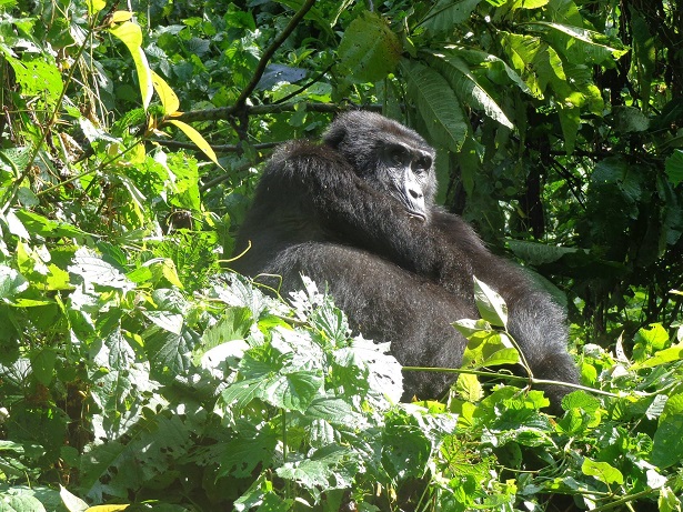 gorilla