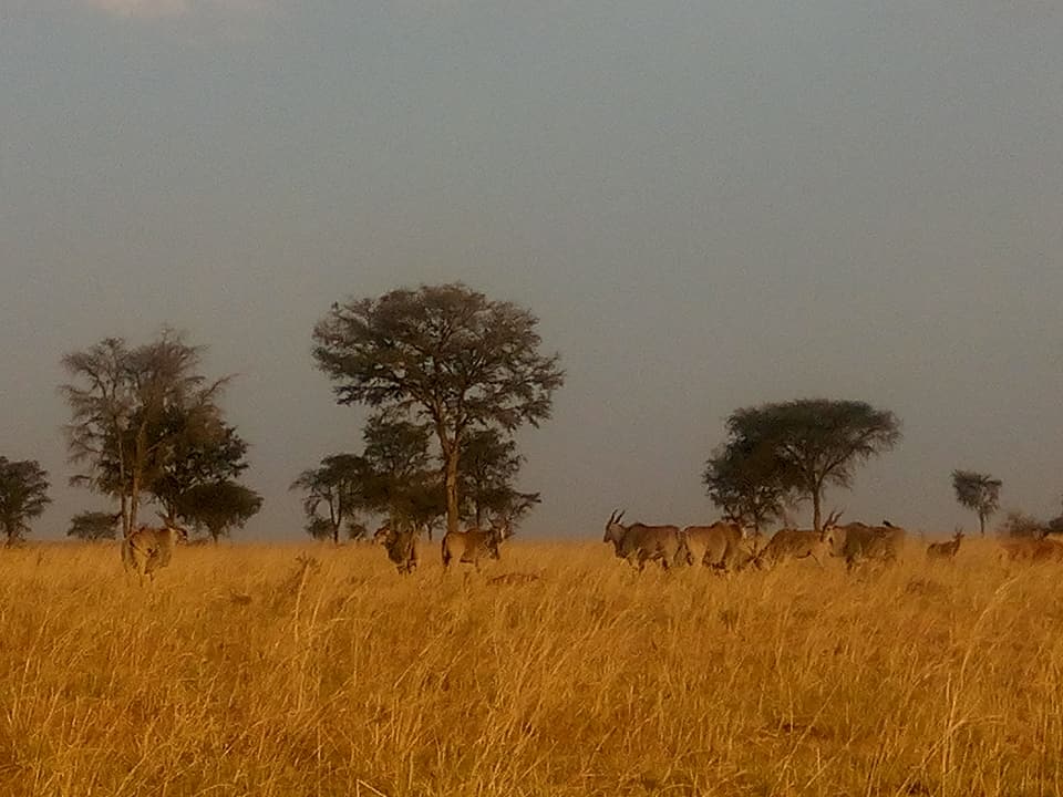 kidepo_eland