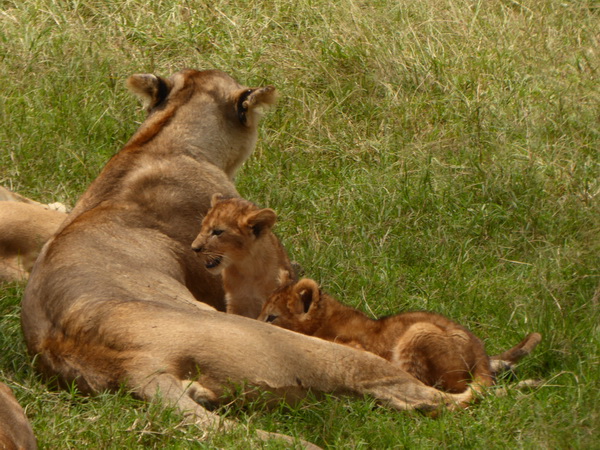   Masai Mara  Simba Löwe Löwen Löwin LöwenjungeMasai Mara  Simba Löwe Löwen Löwin Löwenjunge