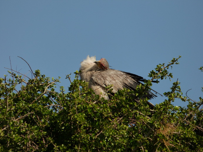 Sekretr Vogel 