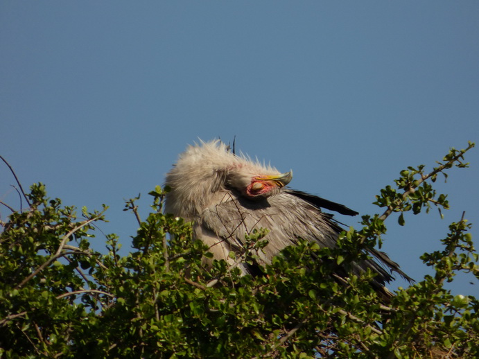 Sekretr Vogel 