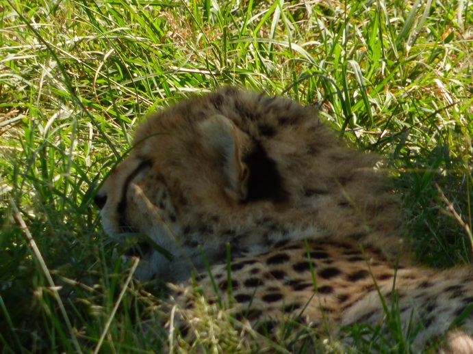   Masai Mara  cheetah Gepard Masai Mara  cheetah Gepard 