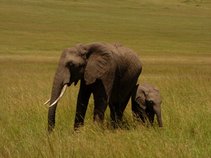 Masai Mara  Tembo dogo kleiner Elefant