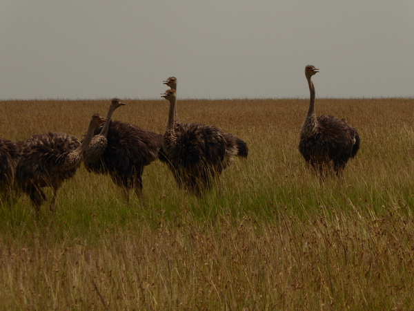   Masai Mara  Buni Ostrich Vogel StraussMasai Mara  Buni Ostrich Vogel Strauss