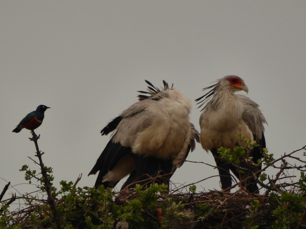   Masai Mara  Sekretr Vogel Masai Mara  Sekretr Vogel 