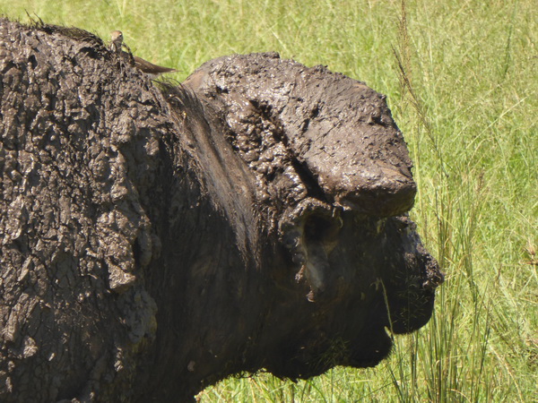   Masai Mara  Nyati BuffaloMasai Mara  Masai Mara  Nyati Buffalo