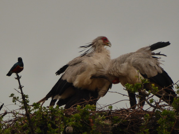   Masai Mara  Sekretr Vogel Masai Mara  Sekretr Vogel 