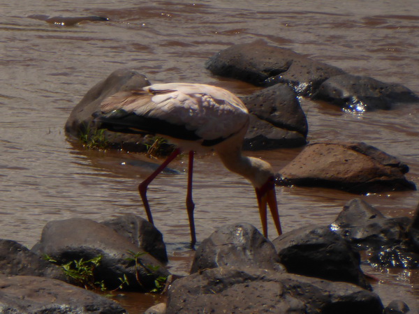 Masai Mara  Sekretr Vogel 