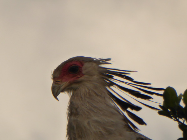 Masai Mara  Sekretr Vogel 