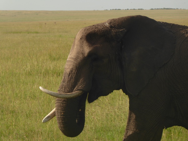 Masai Mara  Tembo Kidogo kleiner Elefant