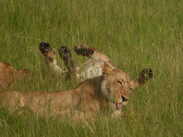 Masai Mara  Simba Löwe Löwen Löwin Löwenjunge