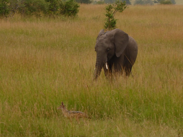   Masai Mara  Tembo Kidogo kleiner ElefantMasai Mara  Tembo Kidogo kleiner Elefant