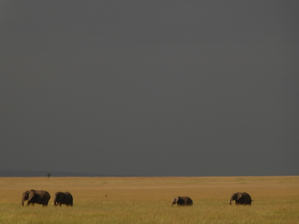 Masai Mara  Tembo Kidogo kleiner Elefant