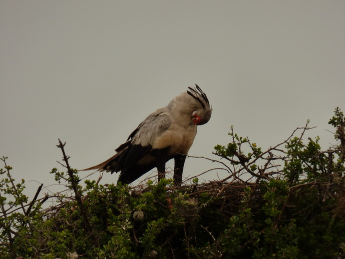 Masai Mara  Sekretr Vogel 