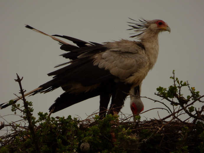 Masai Mara  Sekretr Vogel 