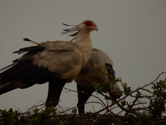 Masai Mara  Sekretr Vogel 