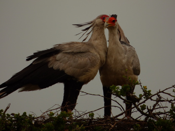 Masai Mara  Sekretr Vogel 