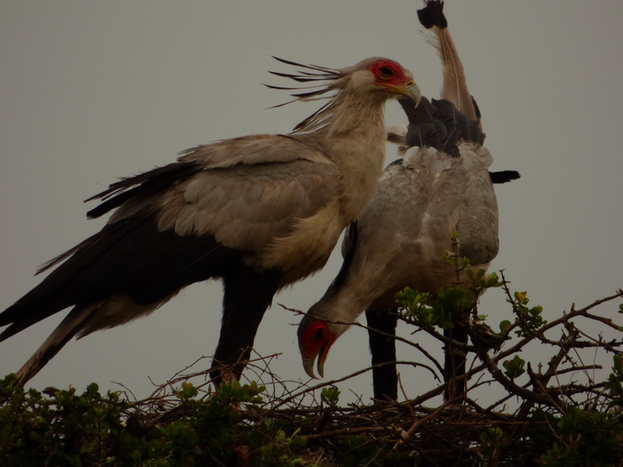 Masai Mara  Sekretr Vogel 