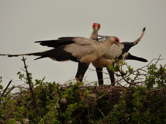 Masai Mara  Sekretr Vogel 