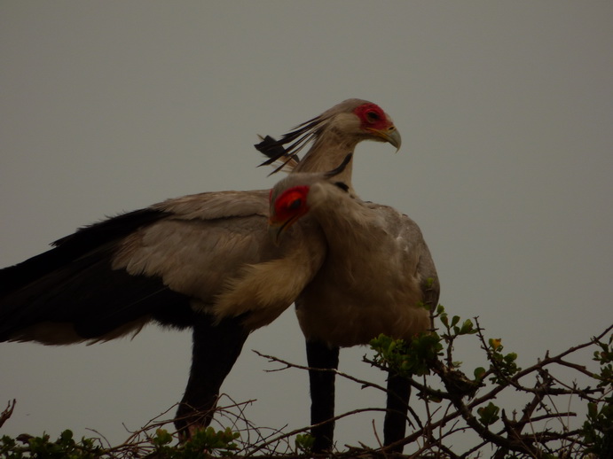 Masai Mara  Sekretr Vogel 