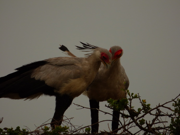 Masai Mara  Sekretr Vogel 