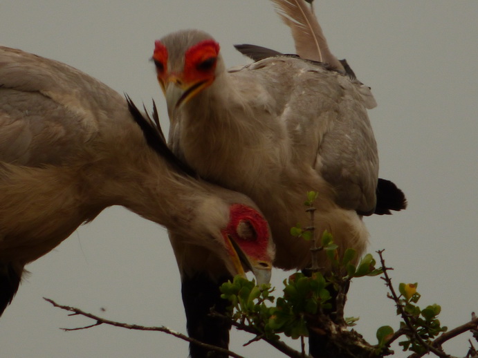 Masai Mara  Sekretr Vogel 