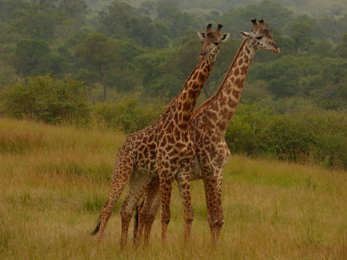 Masai Mara   Masai Mara  Twigga Giraffe 