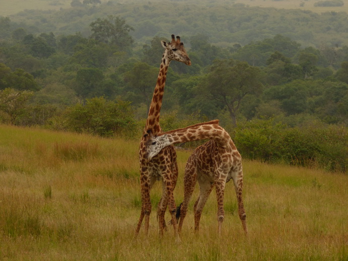 Masai Mara   Masai Mara  Twigga Giraffe 