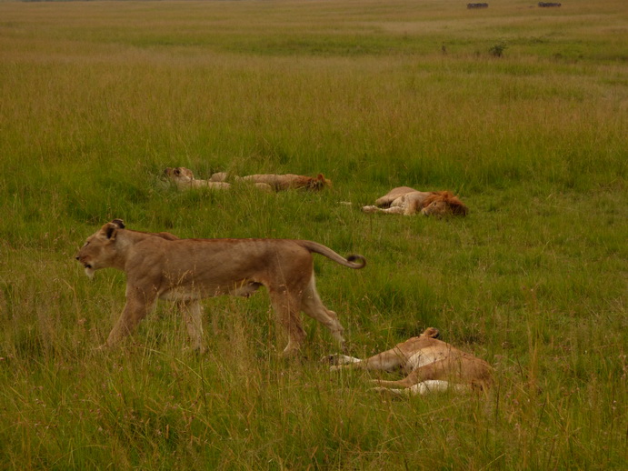 simbamama,lioness