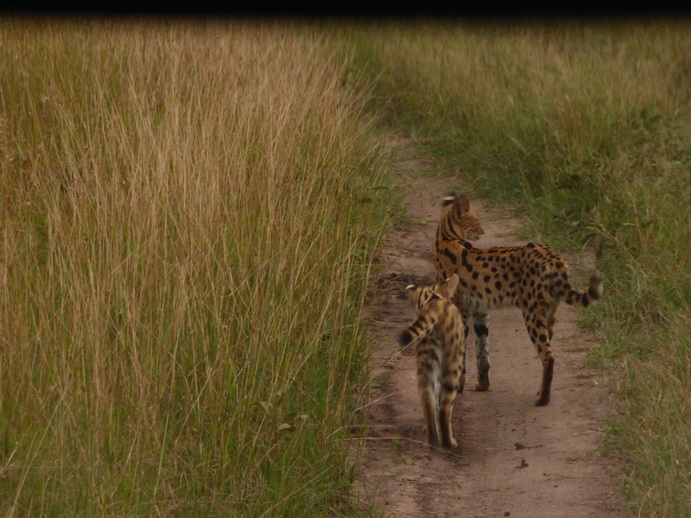   Masai Mara  Serval  Serval  Masai Mara   Serval cat