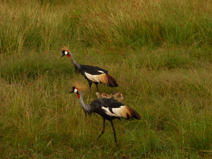 Masai Mara  Kronenkranich Crowne Crane