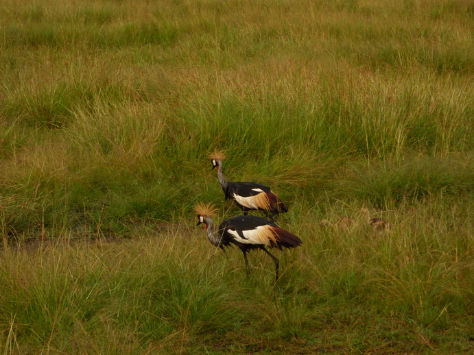 Masai Mara  Kronenkranich Crowne Crane