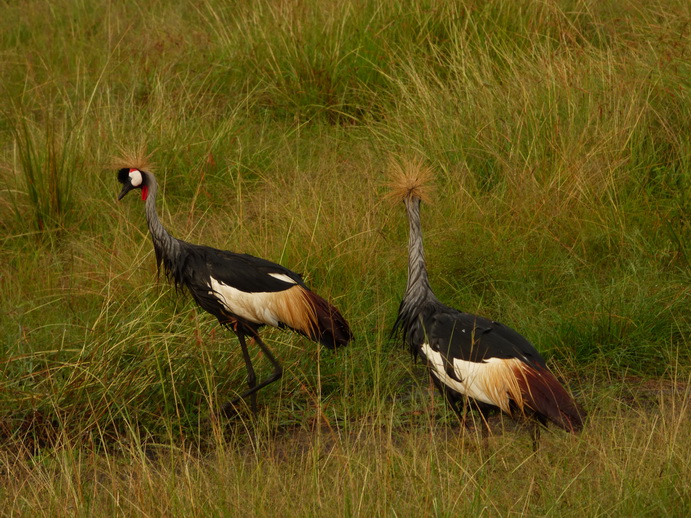 Masai Mara  Kronenkranich Crowne Crane