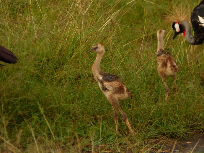 Masai Mara  Kronenkranich Crowne Crane