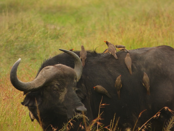 Masai Mara  Masai Mara  Nyati Buffalo