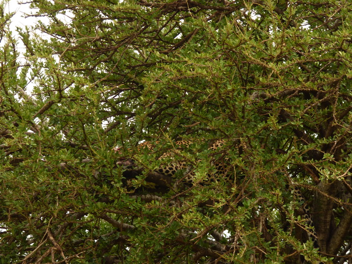 Masai Mara  Chui Leopard Lepard 