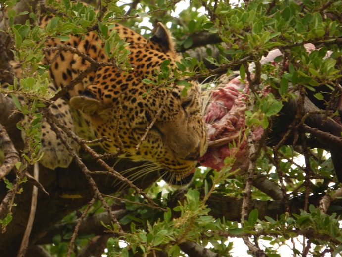 Masai Mara   Chui Leopard Lepard 