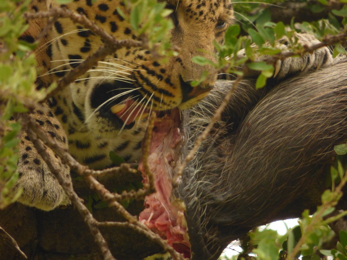 Masai Mara   Chui Leopard Lepard 