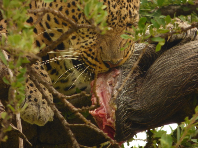 Masai Mara   Chui Leopard Lepard 