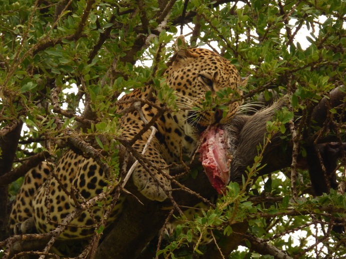 Masai Mara   Chui Leopard Lepard 