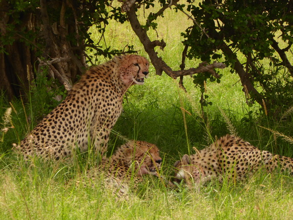   Masai Mara  cheetah Gepard Masai Mara  cheetah Gepard 